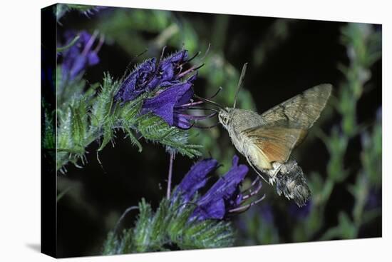 Macroglossum Stellatarum (Hummingbird Hawk-Moth) - Flying and Feeding on Flower Nectar-Paul Starosta-Stretched Canvas