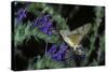 Macroglossum Stellatarum (Hummingbird Hawk-Moth) - Flying and Feeding on Flower Nectar-Paul Starosta-Stretched Canvas