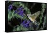 Macroglossum Stellatarum (Hummingbird Hawk-Moth) - Flying and Feeding on Flower Nectar-Paul Starosta-Framed Stretched Canvas