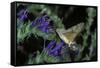 Macroglossum Stellatarum (Hummingbird Hawk-Moth) - Flying and Feeding on Flower Nectar-Paul Starosta-Framed Stretched Canvas