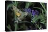 Macroglossum Stellatarum (Hummingbird Hawk-Moth) - Flying and Feeding on Flower Nectar-Paul Starosta-Stretched Canvas