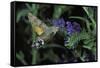 Macroglossum Stellatarum (Hummingbird Hawk-Moth) - Flying and Feeding on Flower Nectar-Paul Starosta-Framed Stretched Canvas
