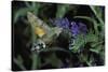 Macroglossum Stellatarum (Hummingbird Hawk-Moth) - Flying and Feeding on Flower Nectar-Paul Starosta-Stretched Canvas