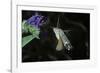 Macroglossum Stellatarum (Hummingbird Hawk-Moth) - Flying and Feeding on Flower Nectar-Paul Starosta-Framed Photographic Print