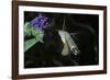 Macroglossum Stellatarum (Hummingbird Hawk-Moth) - Flying and Feeding on Flower Nectar-Paul Starosta-Framed Photographic Print