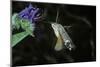 Macroglossum Stellatarum (Hummingbird Hawk-Moth) - Flying and Feeding on Flower Nectar-Paul Starosta-Mounted Photographic Print