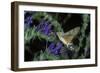 Macroglossum Stellatarum (Hummingbird Hawk-Moth) - Flying and Feeding on Flower Nectar-Paul Starosta-Framed Photographic Print