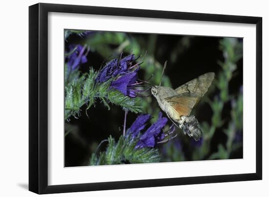 Macroglossum Stellatarum (Hummingbird Hawk-Moth) - Flying and Feeding on Flower Nectar-Paul Starosta-Framed Photographic Print