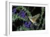 Macroglossum Stellatarum (Hummingbird Hawk-Moth) - Flying and Feeding on Flower Nectar-Paul Starosta-Framed Photographic Print