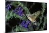 Macroglossum Stellatarum (Hummingbird Hawk-Moth) - Flying and Feeding on Flower Nectar-Paul Starosta-Mounted Photographic Print