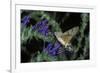 Macroglossum Stellatarum (Hummingbird Hawk-Moth) - Flying and Feeding on Flower Nectar-Paul Starosta-Framed Photographic Print