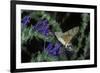 Macroglossum Stellatarum (Hummingbird Hawk-Moth) - Flying and Feeding on Flower Nectar-Paul Starosta-Framed Photographic Print