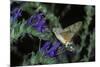 Macroglossum Stellatarum (Hummingbird Hawk-Moth) - Flying and Feeding on Flower Nectar-Paul Starosta-Mounted Photographic Print
