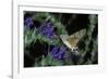 Macroglossum Stellatarum (Hummingbird Hawk-Moth) - Flying and Feeding on Flower Nectar-Paul Starosta-Framed Photographic Print