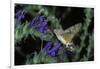 Macroglossum Stellatarum (Hummingbird Hawk-Moth) - Flying and Feeding on Flower Nectar-Paul Starosta-Framed Photographic Print