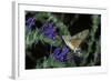 Macroglossum Stellatarum (Hummingbird Hawk-Moth) - Flying and Feeding on Flower Nectar-Paul Starosta-Framed Photographic Print