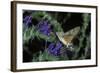 Macroglossum Stellatarum (Hummingbird Hawk-Moth) - Flying and Feeding on Flower Nectar-Paul Starosta-Framed Photographic Print