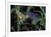 Macroglossum Stellatarum (Hummingbird Hawk-Moth) - Flying and Feeding on Flower Nectar-Paul Starosta-Framed Photographic Print