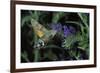 Macroglossum Stellatarum (Hummingbird Hawk-Moth) - Flying and Feeding on Flower Nectar-Paul Starosta-Framed Photographic Print