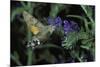 Macroglossum Stellatarum (Hummingbird Hawk-Moth) - Flying and Feeding on Flower Nectar-Paul Starosta-Mounted Photographic Print