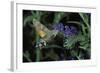 Macroglossum Stellatarum (Hummingbird Hawk-Moth) - Flying and Feeding on Flower Nectar-Paul Starosta-Framed Photographic Print