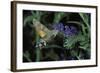 Macroglossum Stellatarum (Hummingbird Hawk-Moth) - Flying and Feeding on Flower Nectar-Paul Starosta-Framed Photographic Print