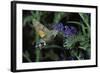 Macroglossum Stellatarum (Hummingbird Hawk-Moth) - Flying and Feeding on Flower Nectar-Paul Starosta-Framed Photographic Print