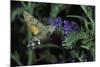 Macroglossum Stellatarum (Hummingbird Hawk-Moth) - Flying and Feeding on Flower Nectar-Paul Starosta-Mounted Photographic Print