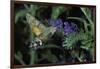 Macroglossum Stellatarum (Hummingbird Hawk-Moth) - Flying and Feeding on Flower Nectar-Paul Starosta-Framed Photographic Print