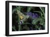 Macroglossum Stellatarum (Hummingbird Hawk-Moth) - Flying and Feeding on Flower Nectar-Paul Starosta-Framed Photographic Print