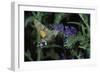 Macroglossum Stellatarum (Hummingbird Hawk-Moth) - Flying and Feeding on Flower Nectar-Paul Starosta-Framed Photographic Print