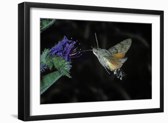 Macroglossum Stellatarum (Hummingbird Hawk-Moth) - Flying and Feeding on Flower Nectar-Paul Starosta-Framed Photographic Print