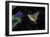 Macroglossum Stellatarum (Hummingbird Hawk-Moth) - Flying and Feeding on Flower Nectar-Paul Starosta-Framed Photographic Print