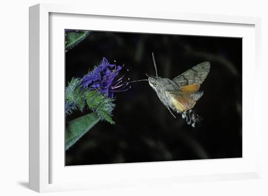 Macroglossum Stellatarum (Hummingbird Hawk-Moth) - Flying and Feeding on Flower Nectar-Paul Starosta-Framed Photographic Print