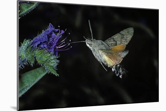 Macroglossum Stellatarum (Hummingbird Hawk-Moth) - Flying and Feeding on Flower Nectar-Paul Starosta-Mounted Photographic Print