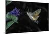 Macroglossum Stellatarum (Hummingbird Hawk-Moth) - Flying and Feeding on Flower Nectar-Paul Starosta-Mounted Photographic Print