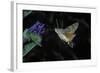 Macroglossum Stellatarum (Hummingbird Hawk-Moth) - Flying and Feeding on Flower Nectar-Paul Starosta-Framed Photographic Print