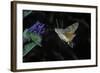 Macroglossum Stellatarum (Hummingbird Hawk-Moth) - Flying and Feeding on Flower Nectar-Paul Starosta-Framed Photographic Print