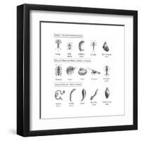 Macroinvertebrates Chart, Pollution Tolerance-Spencer Sutton-Framed Art Print