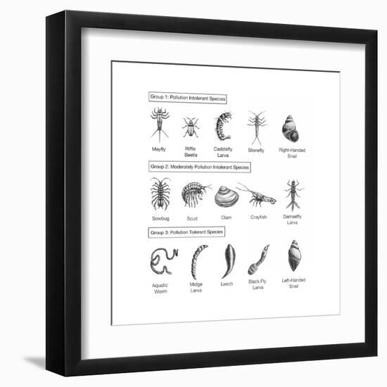 Macroinvertebrates Chart, Pollution Tolerance-Spencer Sutton-Framed Art Print