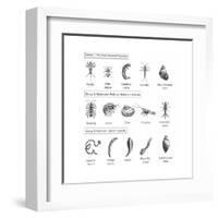 Macroinvertebrates Chart, Pollution Tolerance-Spencer Sutton-Framed Art Print