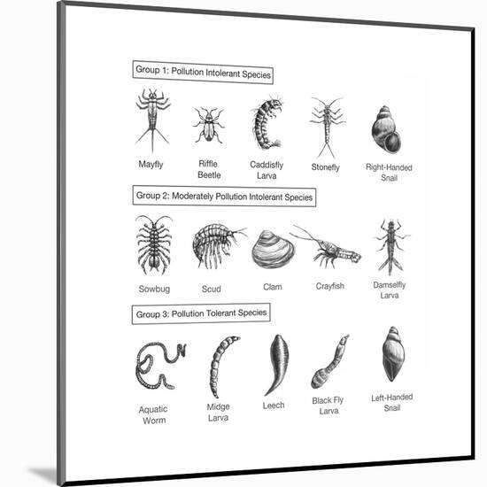 Macroinvertebrates Chart, Pollution Tolerance-Spencer Sutton-Mounted Art Print