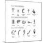 Macroinvertebrates Chart, Pollution Tolerance-Spencer Sutton-Mounted Art Print