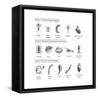 Macroinvertebrates Chart, Pollution Tolerance-Spencer Sutton-Framed Stretched Canvas