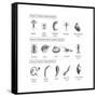 Macroinvertebrates Chart, Pollution Tolerance-Spencer Sutton-Framed Stretched Canvas