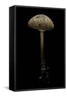 Macrolepiota Procera (Parasol Mushroom)-Paul Starosta-Framed Stretched Canvas
