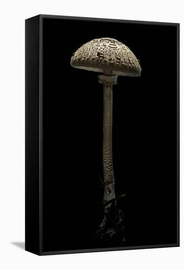 Macrolepiota Procera (Parasol Mushroom)-Paul Starosta-Framed Stretched Canvas