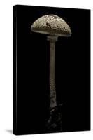 Macrolepiota Procera (Parasol Mushroom)-Paul Starosta-Stretched Canvas