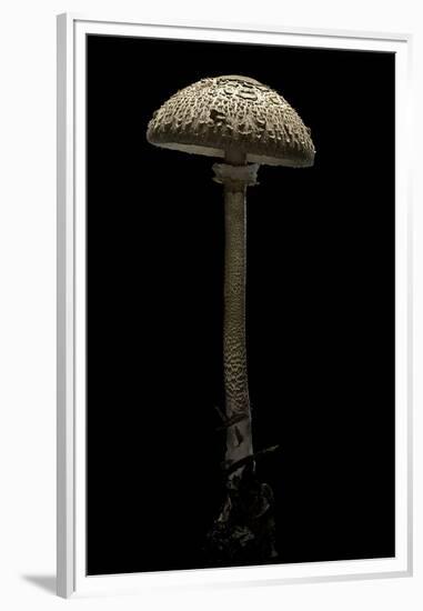 Macrolepiota Procera (Parasol Mushroom)-Paul Starosta-Framed Premium Photographic Print