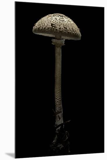 Macrolepiota Procera (Parasol Mushroom)-Paul Starosta-Mounted Premium Photographic Print